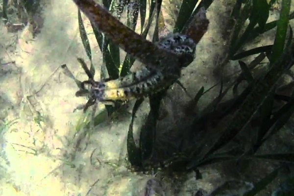 Kraken forum